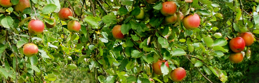 Professioneller Obstbaumschnitt