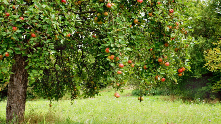 Professioneller Obstbaumschnitt